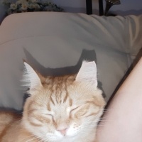Tekir Kedi, Kedi  Fıstık fotoğrafı