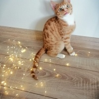 Sarman, Kedi  Limon fotoğrafı