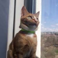 Sarman, Kedi  Limon fotoğrafı