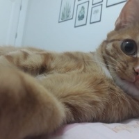Sarman, Kedi  Limon fotoğrafı