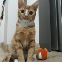 Sarman, Kedi  Limon fotoğrafı