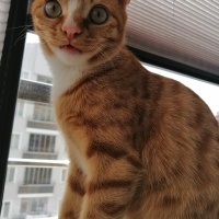 Sarman, Kedi  Limon fotoğrafı
