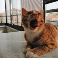 Sarman, Kedi  Limon fotoğrafı