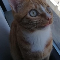 Sarman, Kedi  Limon fotoğrafı