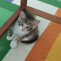 Tekir Kedi, Kedi  Yavru kedi jelibon patili fotoğrafı