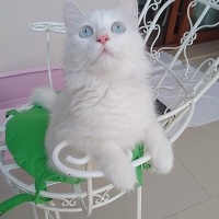 Van Kedisi, Kedi  Leydi fotoğrafı