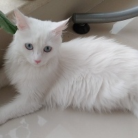 Van Kedisi, Kedi  Leydi fotoğrafı