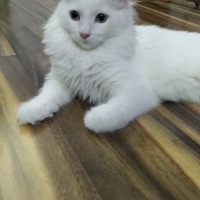 Van Kedisi, Kedi  Leydi fotoğrafı