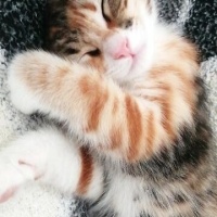 Tekir Kedi, Kedi  balım fotoğrafı