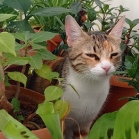 Tekir Kedi, Kedi  balım fotoğrafı