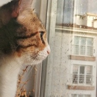 Tekir Kedi, Kedi  balım fotoğrafı