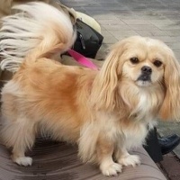 Tibetli Spaniel, Köpek  DAISY fotoğrafı