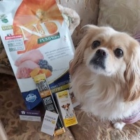 Tibetli Spaniel, Köpek  DAISY fotoğrafı