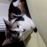 Tekir Kedi, Kedi  Kontes fotoğrafı