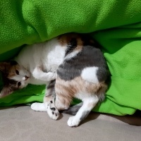 Tekir Kedi, Kedi  Kontes fotoğrafı