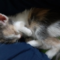 Tekir Kedi, Kedi  Kontes fotoğrafı