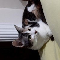 Tekir Kedi, Kedi  Kontes fotoğrafı