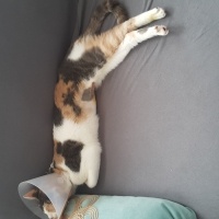 Tekir Kedi, Kedi  Kontes fotoğrafı