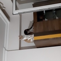 Sarman, Kedi  Sarı fotoğrafı