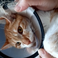 Sarman, Kedi  Sarı fotoğrafı