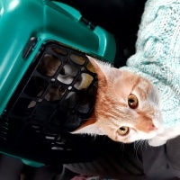 Sarman, Kedi  Sarı fotoğrafı