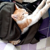 Sarman, Kedi  Sarı fotoğrafı