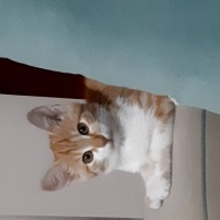 Sarman, Kedi  Sarı fotoğrafı