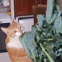 Sarman, Kedi  Sarı fotoğrafı