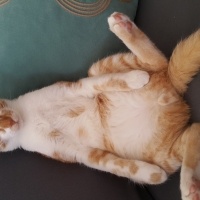 Sarman, Kedi  Sarı fotoğrafı
