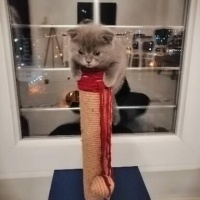 Scottish Fold, Kedi  Daizy fotoğrafı