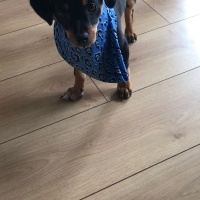 Minyatür Pinscher, Köpek  Alex fotoğrafı