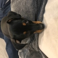 Minyatür Pinscher, Köpek  Alex fotoğrafı