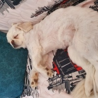 Pekingese, Köpek  Minos fotoğrafı