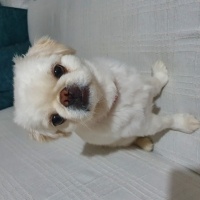 Pekingese, Köpek  Minos fotoğrafı