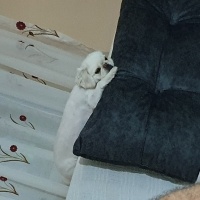 Pekingese, Köpek  Minos fotoğrafı