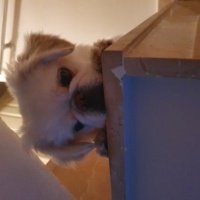 Pekingese, Köpek  Minos fotoğrafı