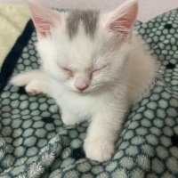 British Shorthair, Kedi  pamuk fotoğrafı
