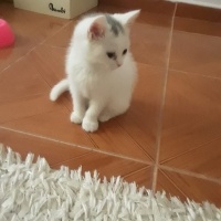 British Shorthair, Kedi  pamuk fotoğrafı