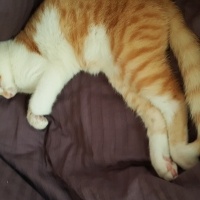 Tekir Kedi, Kedi  Nohut fotoğrafı