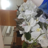 Tekir Kedi, Kedi  LATTE fotoğrafı
