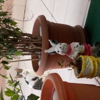 Tekir Kedi, Kedi  LATTE fotoğrafı