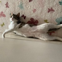 Tekir Kedi, Kedi  LATTE fotoğrafı