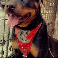 Rottweiler, Köpek  Zeyna fotoğrafı