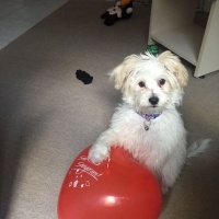 Maltese, Köpek  Loya fotoğrafı