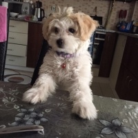 Maltese, Köpek  Loya fotoğrafı