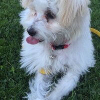 Maltese, Köpek  Loya fotoğrafı