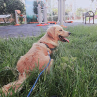 Golden Retriever, Köpek  Tera fotoğrafı