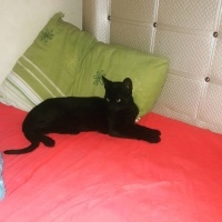 Bombay, Kedi  Kaplan fotoğrafı