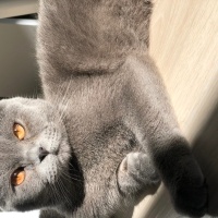 Scottish Fold, Kedi  Bulut fotoğrafı
