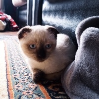 Scottish Fold, Kedi  Hera fotoğrafı